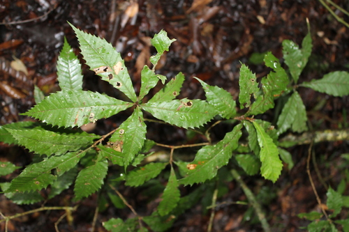 Quercus lancifolia