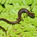 Garden Slender Salamander - Photo (c) Kyran Leeker, all rights reserved, uploaded by Kyran Leeker