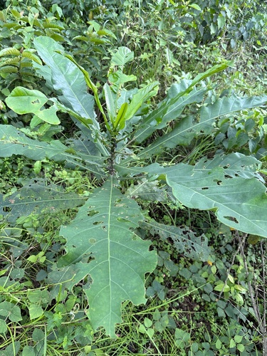 Anthocleista vogelii