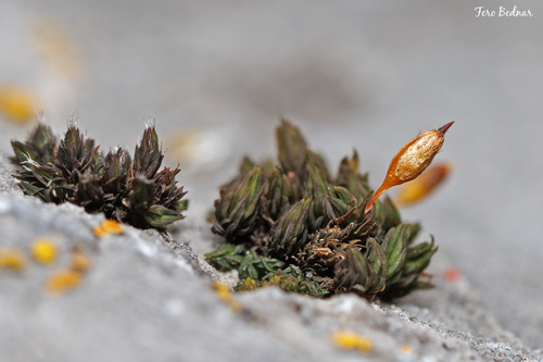 Orthotrichum anomalum