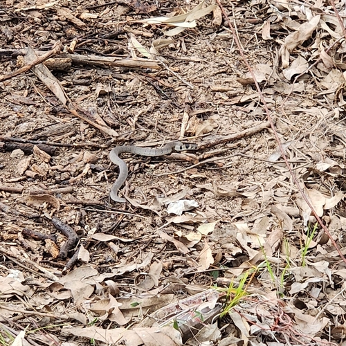 Eastern Brown Snake sighting