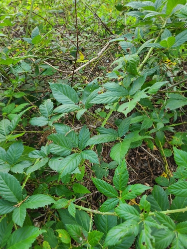 manatee dewberry (Rubus lucidus)