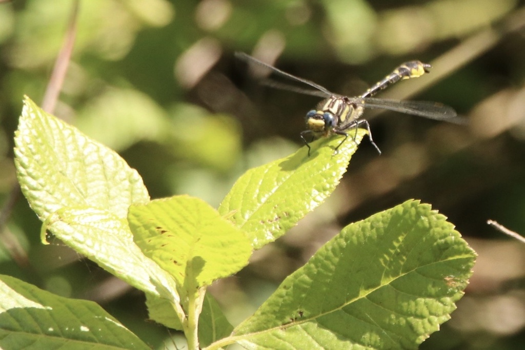 Banner Clubtail in May 2023 by Jack McDonough. 4 individuals · iNaturalist