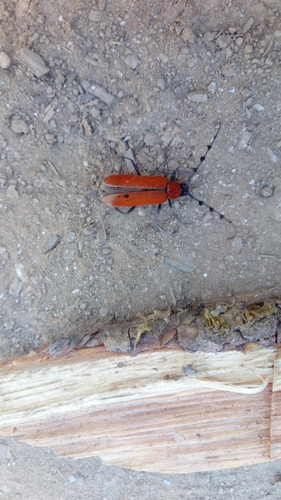 Rosalia lateritia