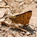 黃點弄蝶 - Photo (c) zj_jay，保留所有權利