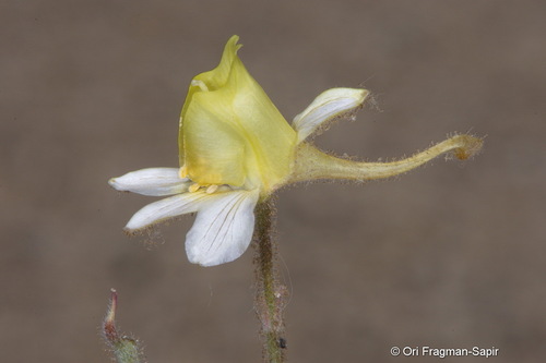 Delphinium deserti-syriaci