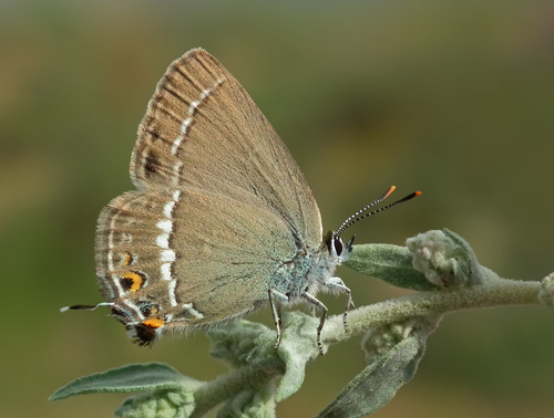 Satyrium abdominalis