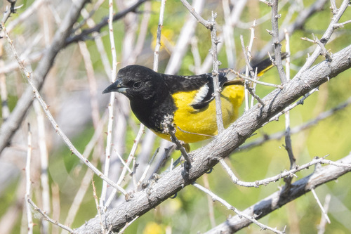 Scott's Oriole