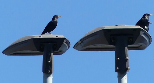 Spotless Starling