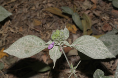 Dicliptera peruviana image