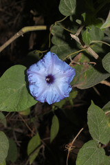 Image of Ipomoea ophiodes