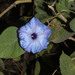 Ipomoea ophiodes - Photo (c) Ruth Ripley, all rights reserved, uploaded by Ruth Ripley
