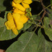 Tecoma castanifolia - Photo (c) Ruth Ripley, all rights reserved, uploaded by Ruth Ripley