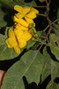 Tecoma castanifolia - Photo (c) Ruth Ripley, all rights reserved, uploaded by Ruth Ripley