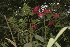 Image of Vasconcellea parviflora
