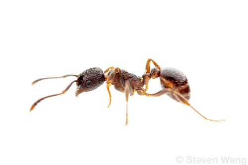 Myrmica lobifrons