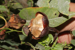 Image of Operculina hamiltonii
