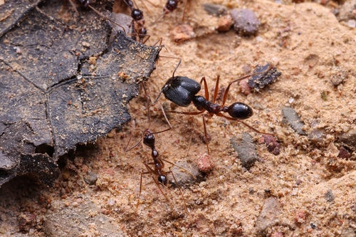 Pheidole comataPheidole comata
