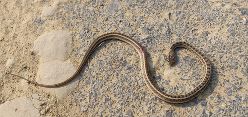 Buff Striped Keelback