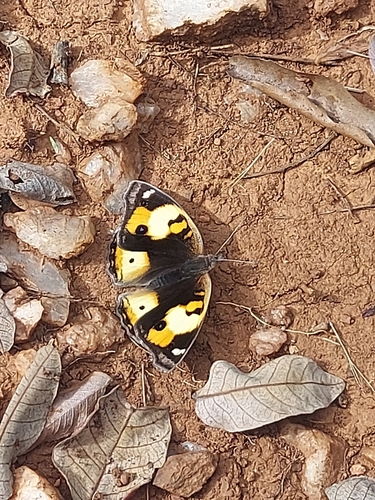 African Yellow Pansy