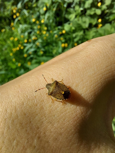 Vernal Shield Bug