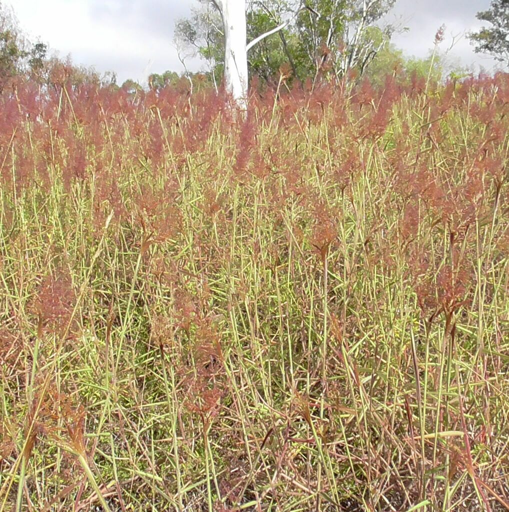 Picture of Molasses Grass from Watsonville QLD 4887, Australia on May 26, 2023 at ...