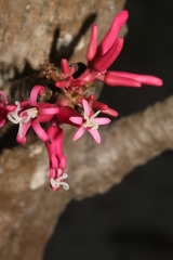 Vasconcellea parviflora image