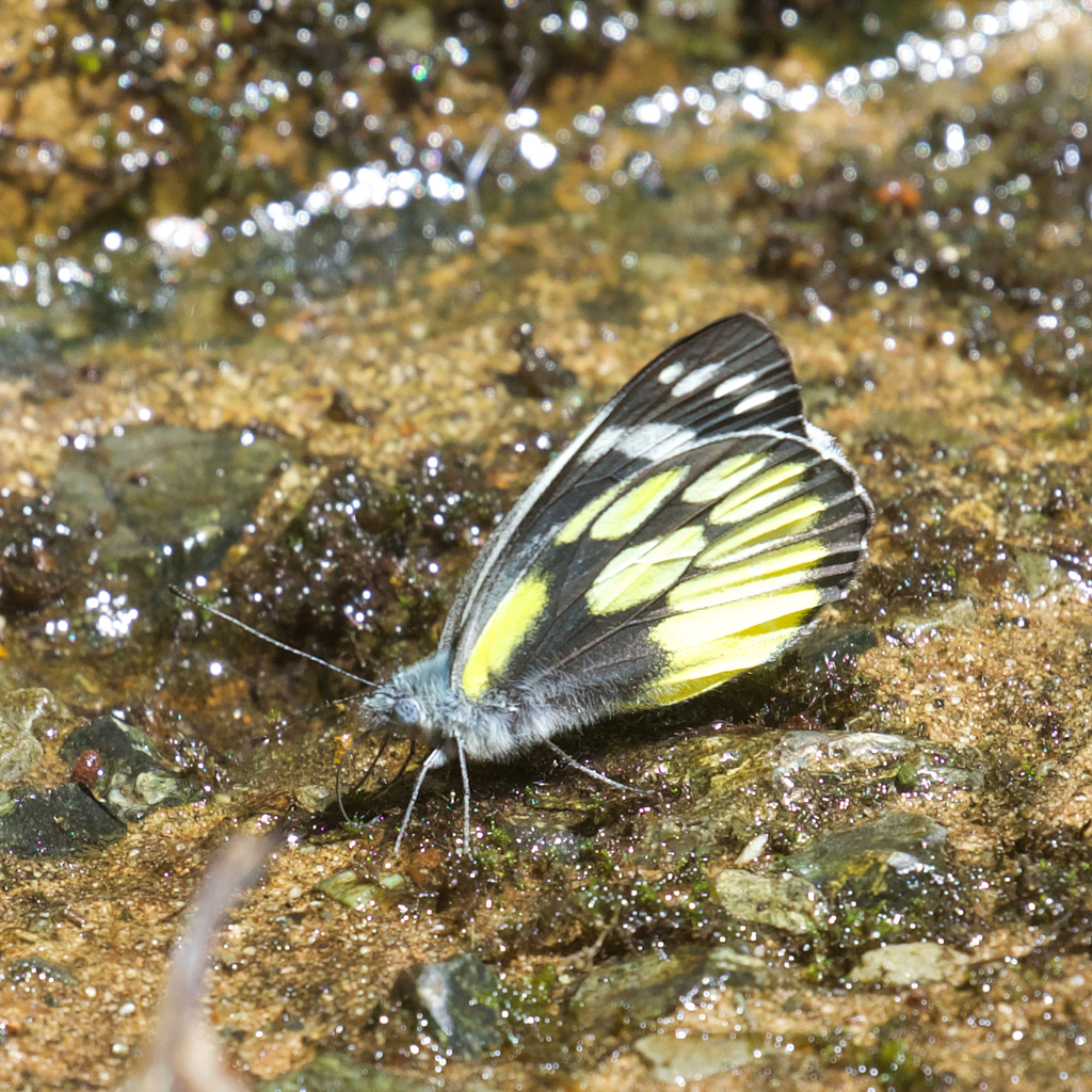 Rand Rudland Kinabalu Jezebel from Kinabalu Park, Ranau, Sabah, Malaysia on May 9 ...