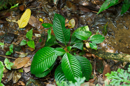 Rhynchotechum ellipticum