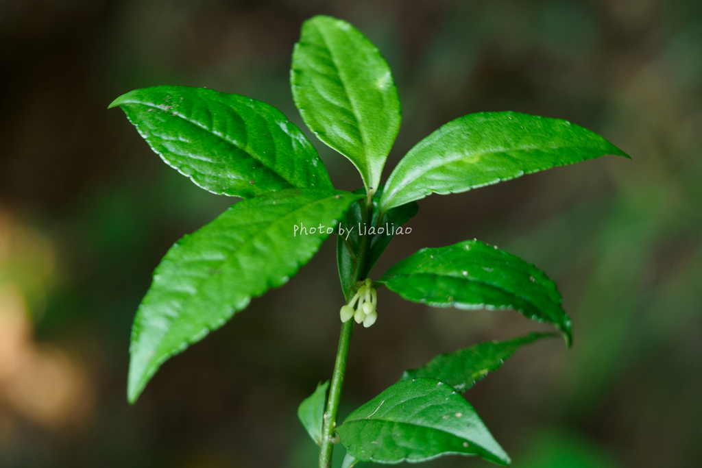Ardisia pedalis (Ardisia pedalis)
