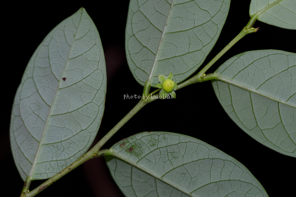 Phyllanthus anthopotamicus (Phyllanthus anthopotamicus)