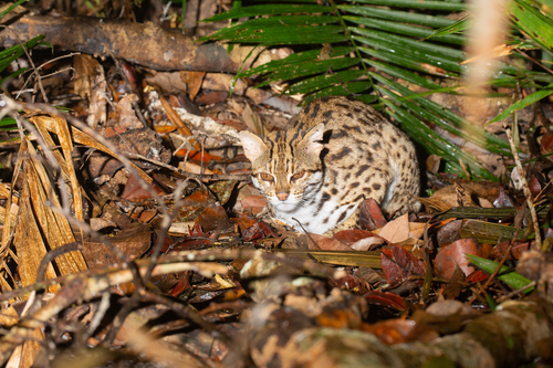 Mainland Leopard Cat