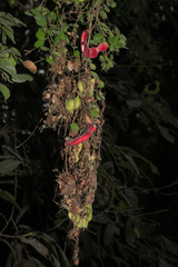 Image of Pithecellobium excelsum