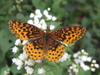 Meadow Fritillary - Photo (c) Curt Lehman, all rights reserved, uploaded by Curt Lehman