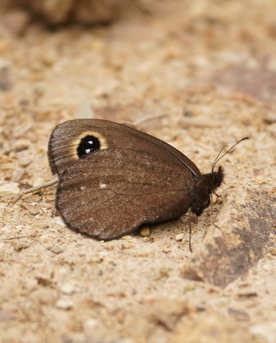 Erebia wanga