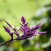 Tillandsia straminea - Photo (c) Barb Clark, alla rättigheter förbehållna, uppladdad av Barb Clark