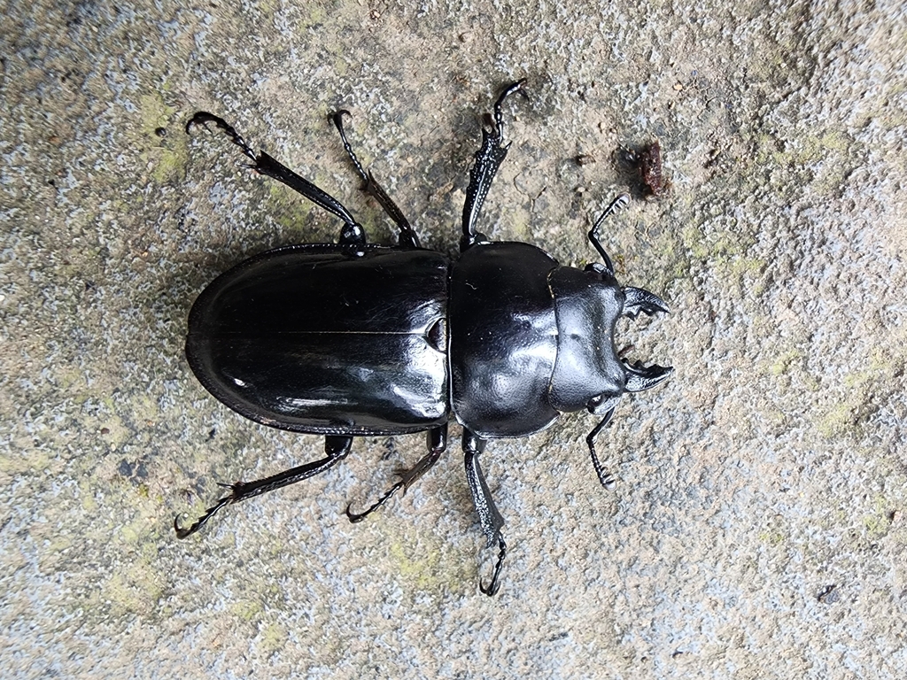 Neolucanus laticollis from Gede Pangrango on May 26, 2023 at 03:33 PM ...