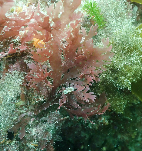 Rhodophyllis