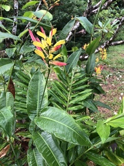 Heliconia hirsuta image