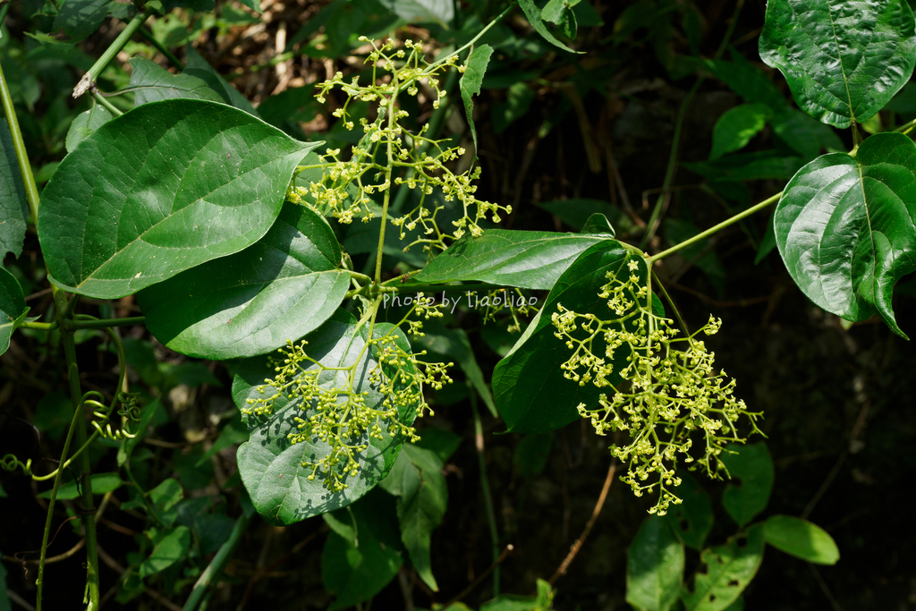 Iodes vitiginea (Iodes vitiginea)