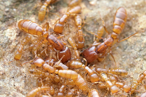 Dorylus orientalis Westwood, 1835