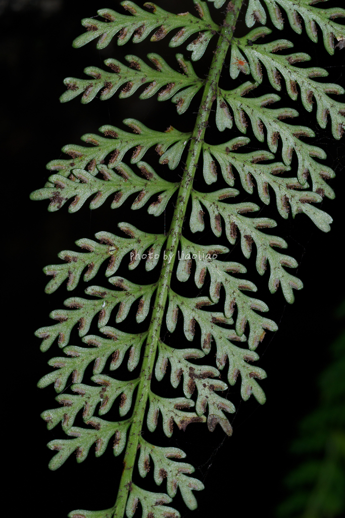 Asplenium sampsonii (Asplenium sampsonii)