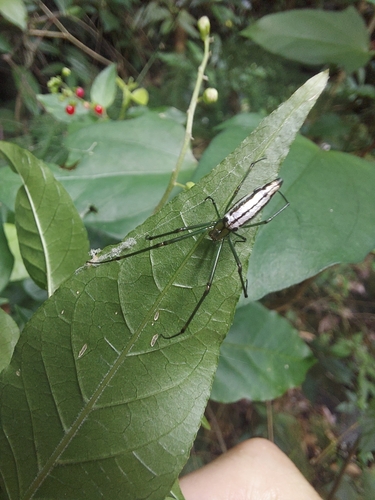 Leucauge undulata