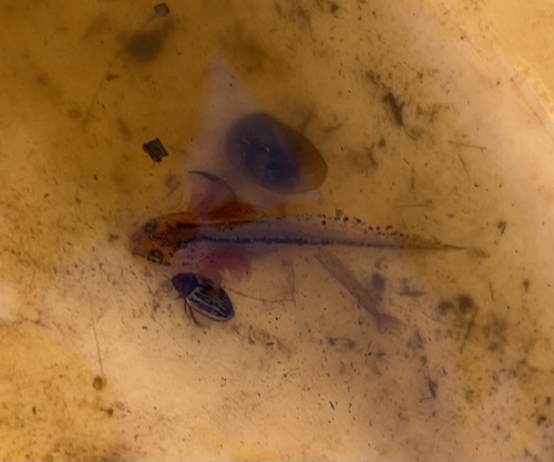 iNaturalist observation photo of California Newt