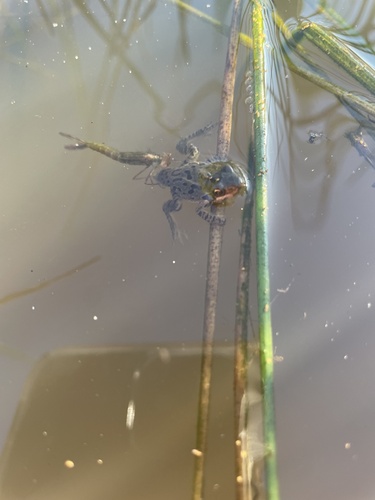 iNaturalist observation photo of Pacific chorus frog