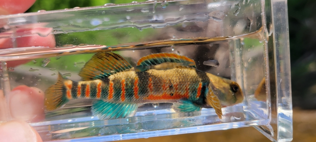 Missouri Saddled Darter in May 2023 by Brandon Brooke · iNaturalist