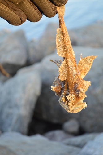 Shorthorn Sculpin