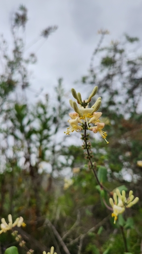 iNaturalist observation photo of Southern Honeysuckle
