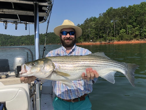Striped Bass