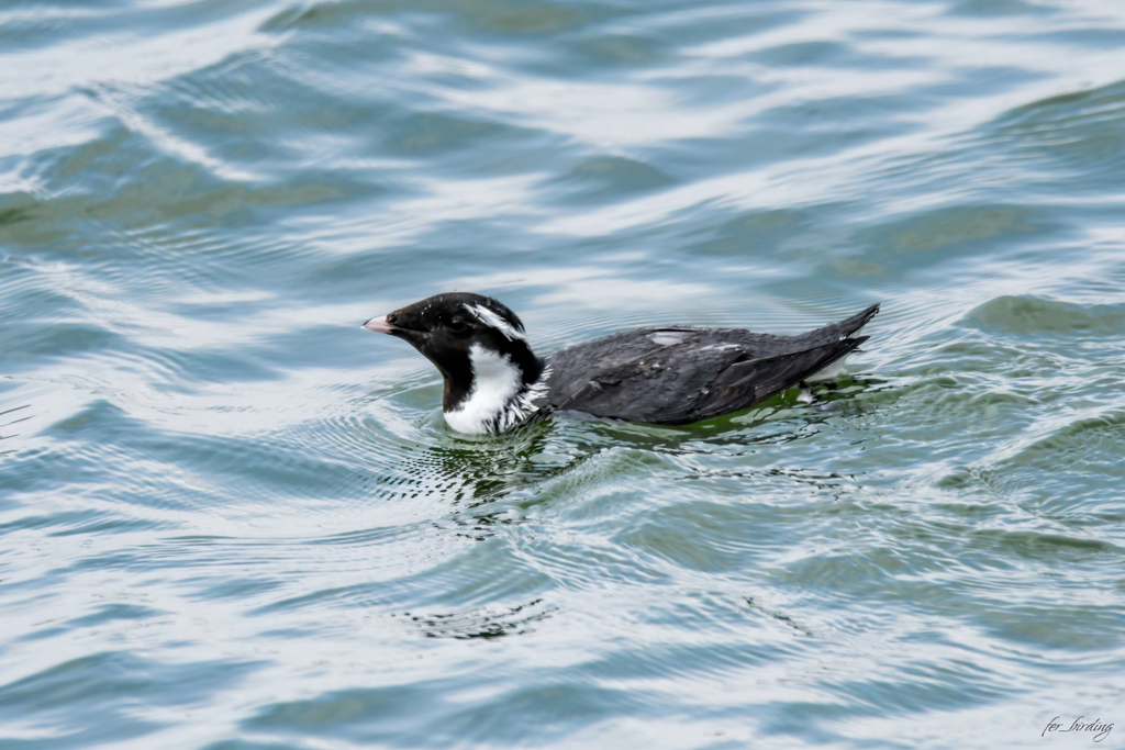 Ancient Murrelet photo